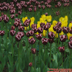 tulipany (63)